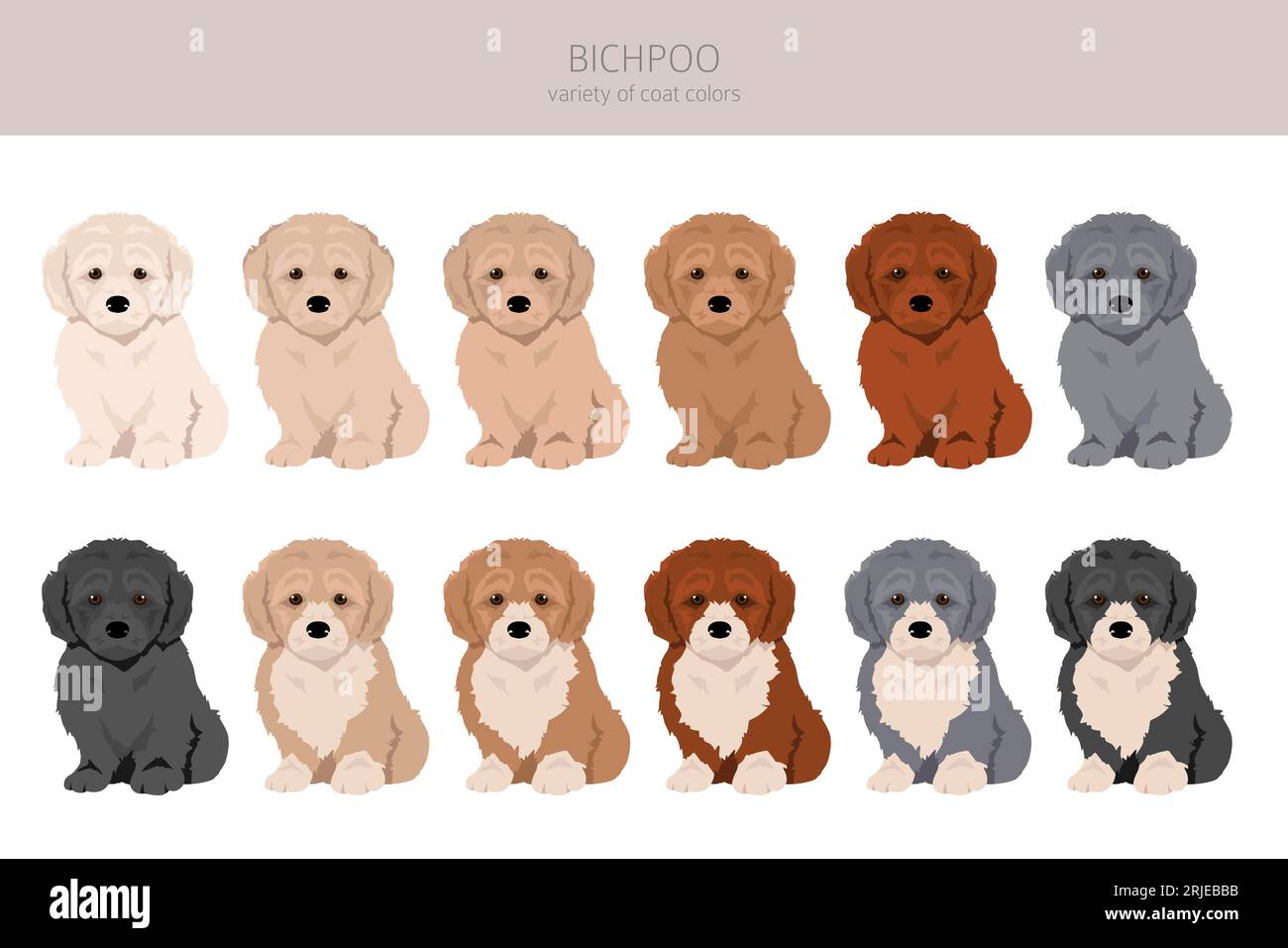 Bichpoo, Poochon clipart. Mélange bichon frise pour caniche. Ensemble de couleurs de manteau différentes. Illustration vectorielle Illustration de Vecteur