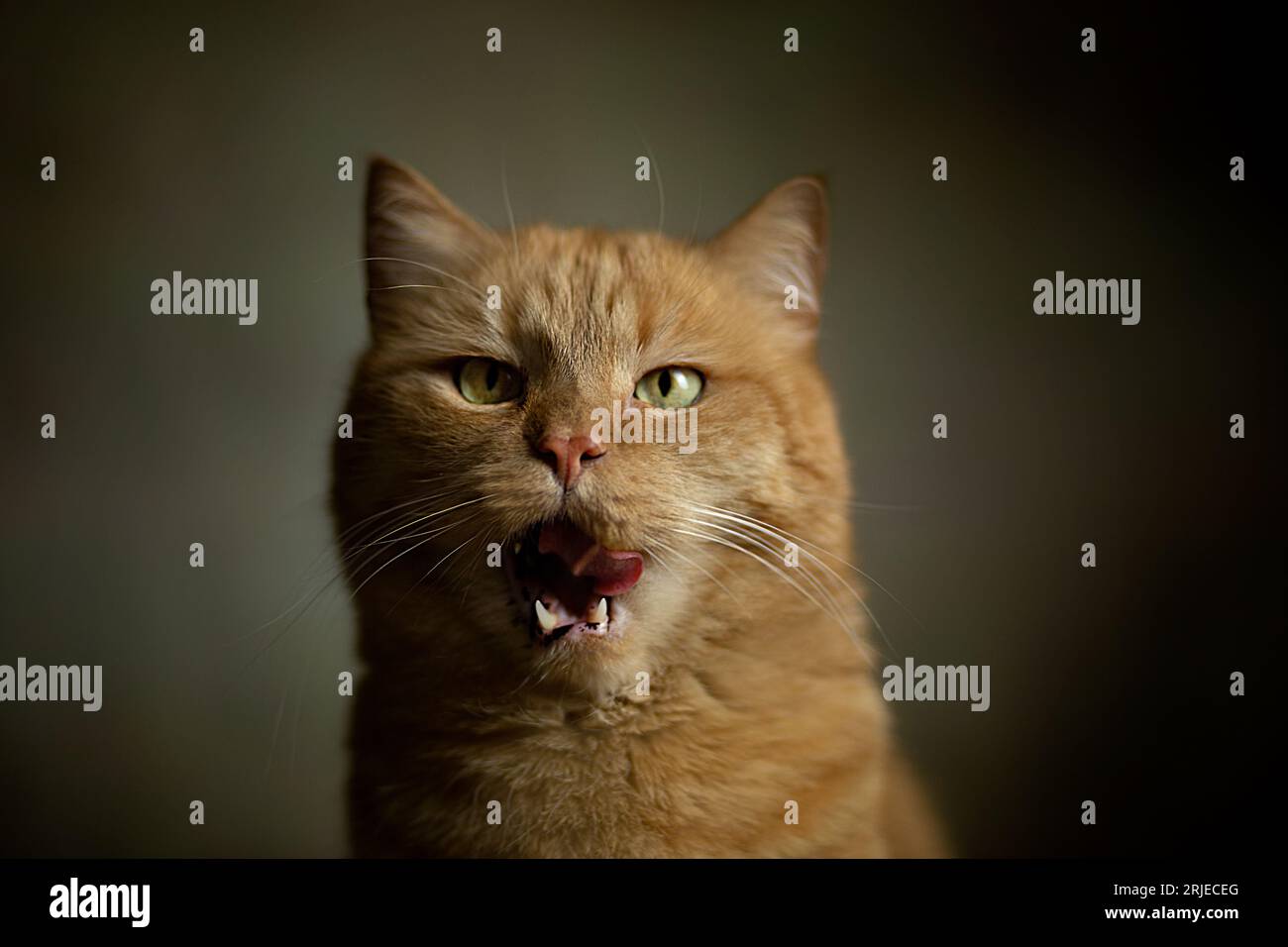 Photographie en gros plan de portrait gingembre chaton avec les yeux verts .chat hurlant et pense que c'est un tigre, chat hurlant comme un tigre ou un lion Banque D'Images