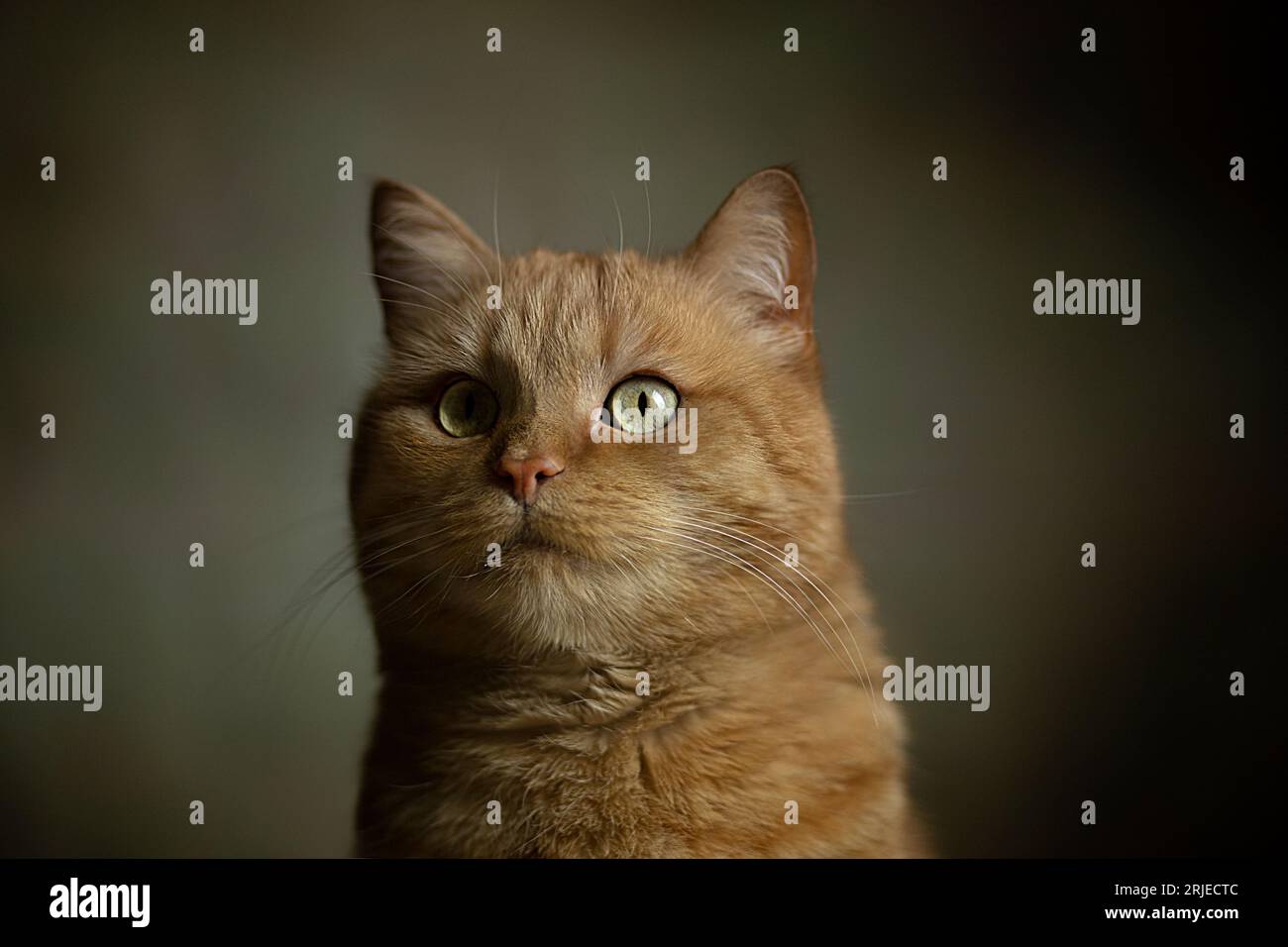 Photographie en gros plan de chaton de gingembre portrait avec des yeux verts sur fond pastel. Mise au point sélective. Visage de chat avec fond sombre. Gingembre domestique Banque D'Images