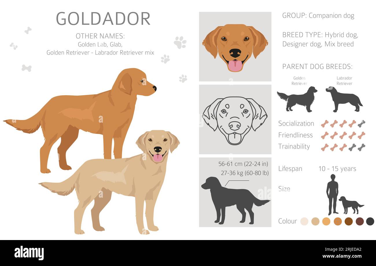 Goldador clipart. Mélange Golden retriever Labrador. Ensemble de couleurs de manteau différentes. Illustration vectorielle Illustration de Vecteur