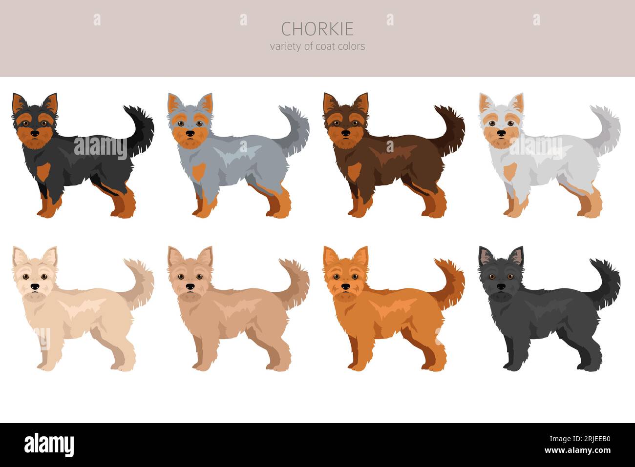 Chorkie clipart. Chihuahua Yorkshire terrier mix. Ensemble de couleurs de manteau différentes. Illustration vectorielle Illustration de Vecteur