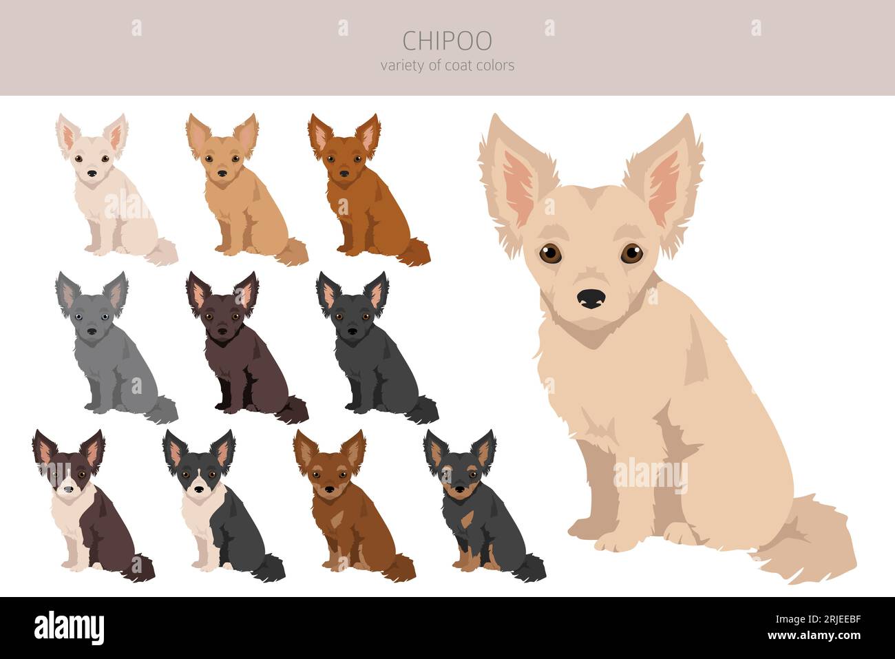 Chipoo clipart. Mélange Chihuahua pour caniche. Ensemble de couleurs de manteau différentes. Illustration vectorielle Illustration de Vecteur