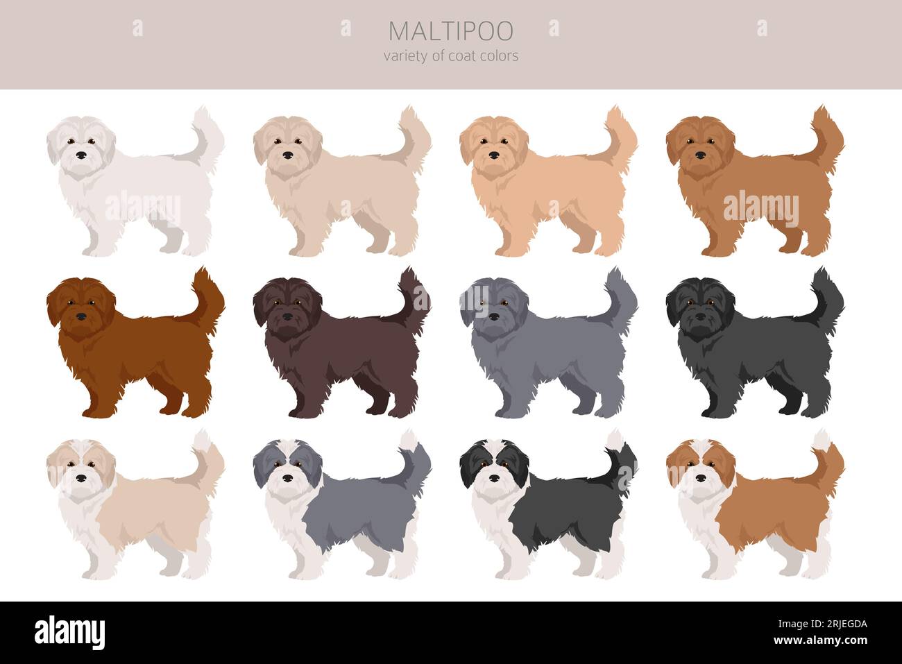 Maltipoo clipart. Mélange de caniche maltais. Ensemble de couleurs de manteau différentes. Illustration vectorielle Illustration de Vecteur