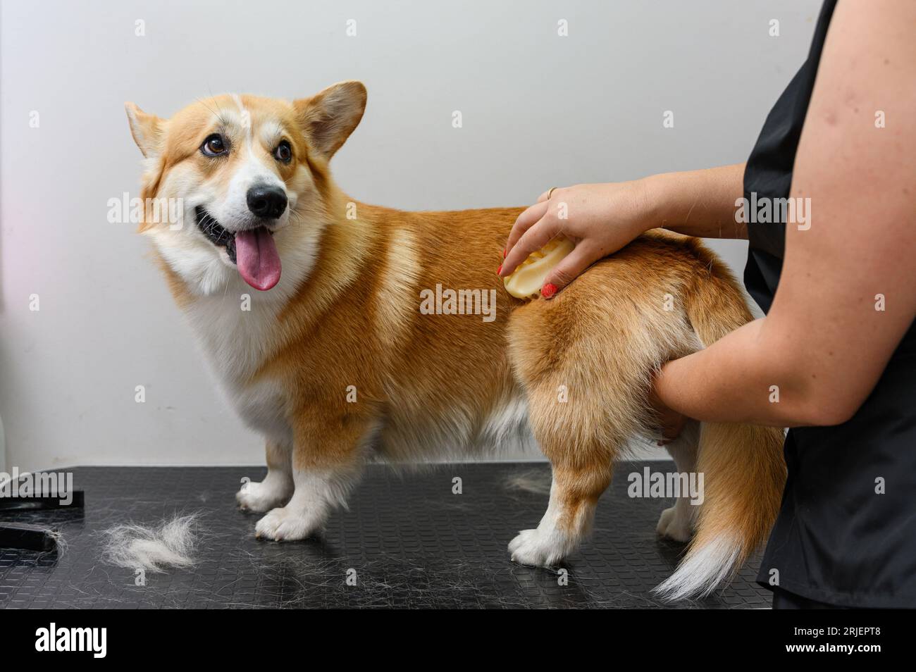 Une toiletteuse femelle peigne les poils d'un jeune chien gallois corgi pembroke. Banque D'Images