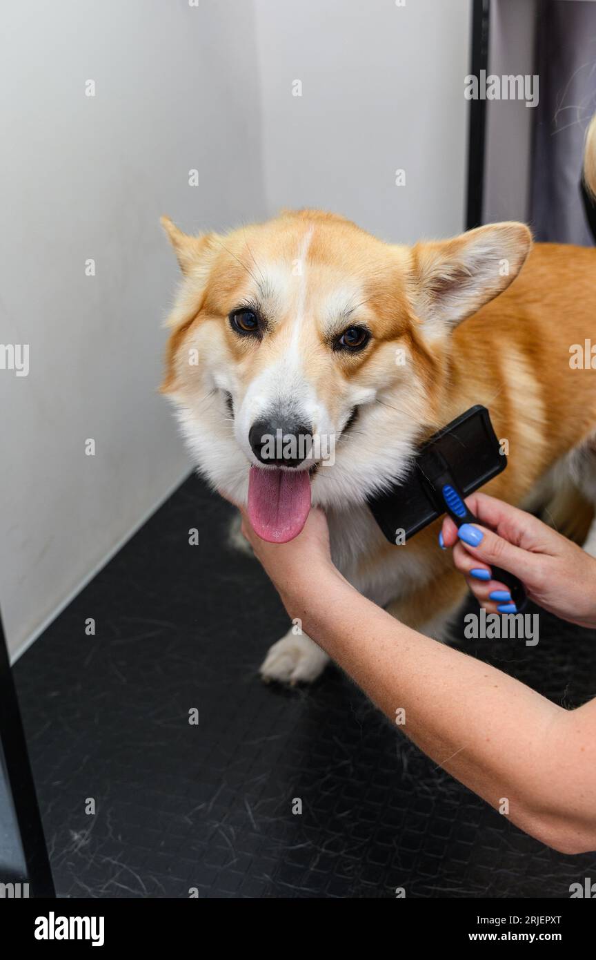 Une toiletteuse femelle peigne les poils d'un jeune chien gallois corgi pembroke. Banque D'Images