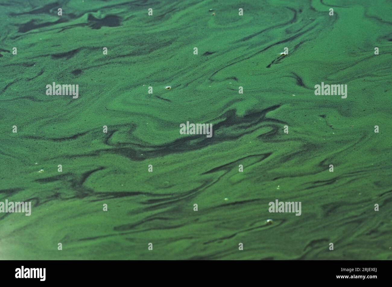 Photo abstraite avec de l'eau polluée de couleur verte toxique sur une surface de l'étang. Conséquence de la période de sécheresse deux mois sans pluie. Tchéquie. Banque D'Images