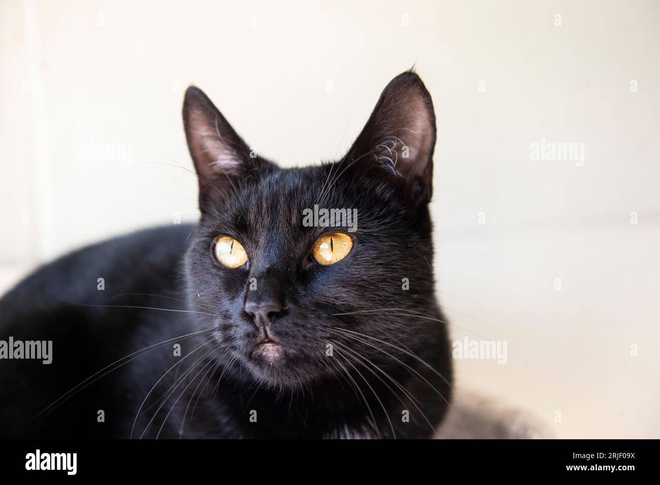 chat noir ndoors Banque D'Images