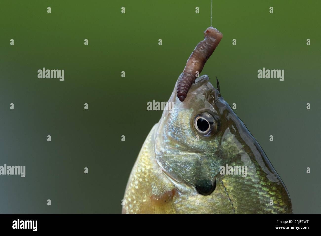 Vue rapprochée du poisson bluegill avec ver et hameçon dans la bouche. Banque D'Images