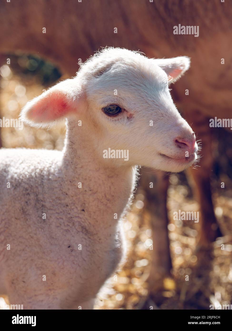 Vue de côté de l'adorable petit mouton blanc pâturant près du troupeau dans la cour de la ferme le jour ensoleillé Banque D'Images