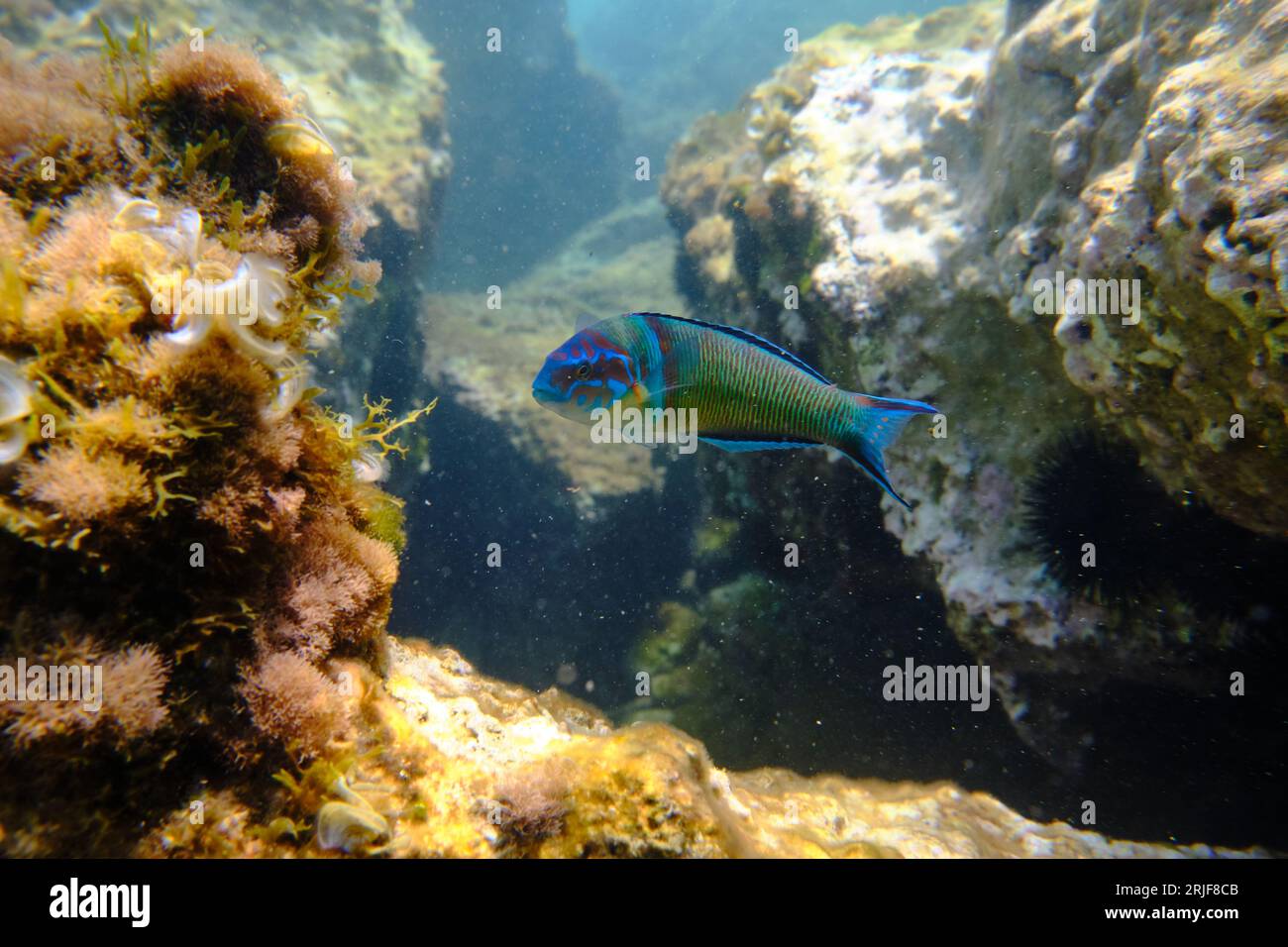 Petit poisson tropical orné dans l'habitat nageant près des récifs coralliens dans l'eau de mer propre Banque D'Images