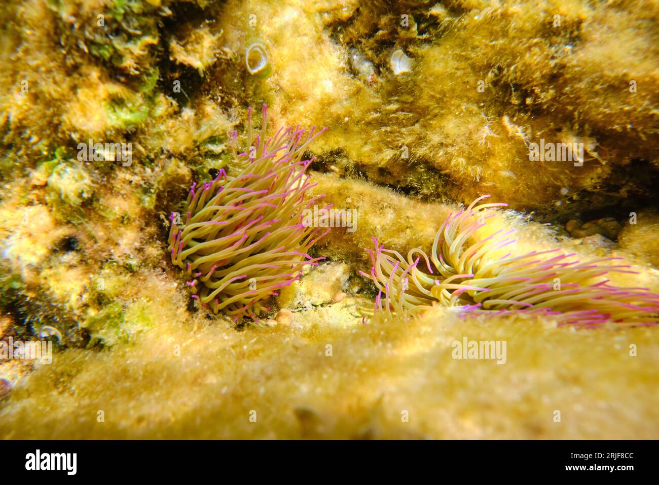 Anémones sauvages avec des tentacules colorés sur le récif de corail au fond de la mer profonde avec de l'eau claire le jour d'été dans la nature Banque D'Images