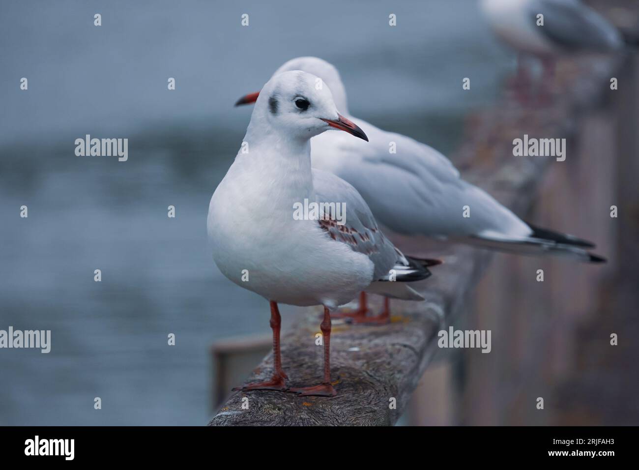 mouettes sur la rampe dans le port Banque D'Images