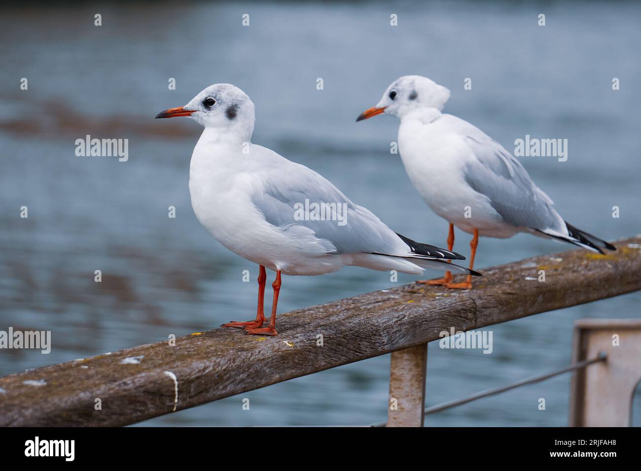 mouettes sur la rampe dans le port Banque D'Images