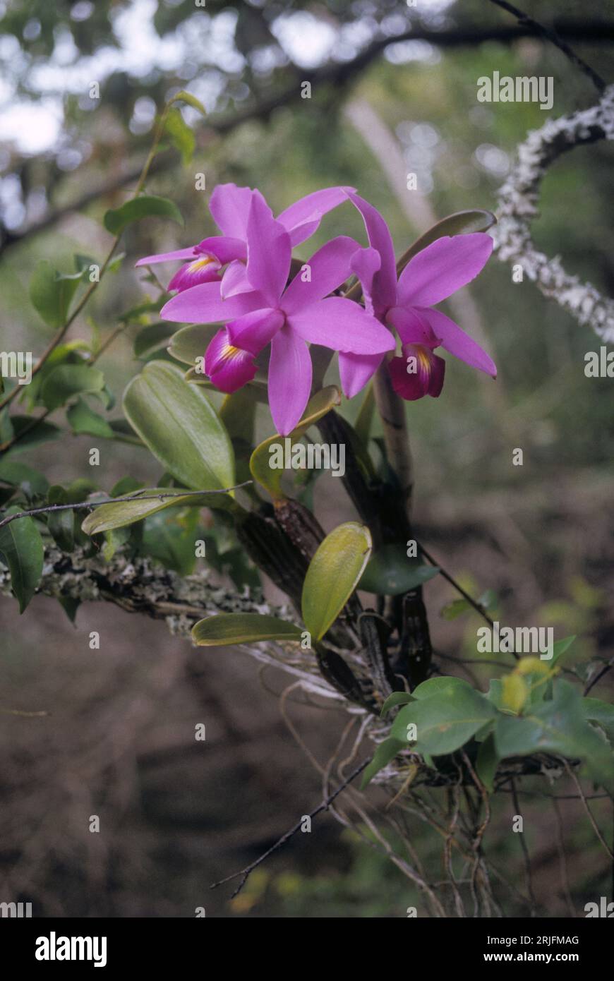 Cattleya violacea (Orchidaceae), orchidée épiphyte dans la galerie forestière, biome de savane, Venezuela. Banque D'Images
