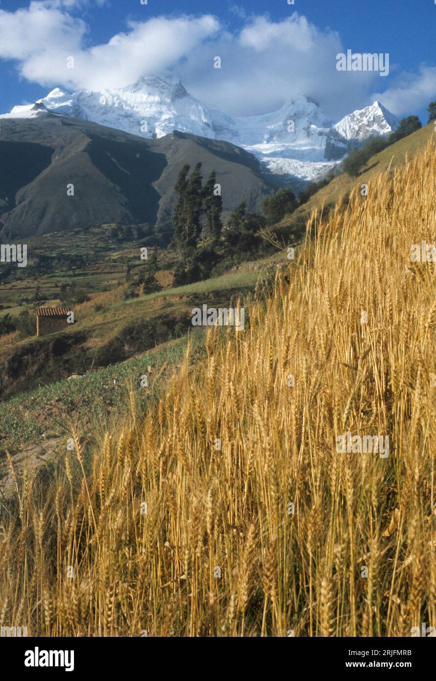 Pérou, Cordillera de los Andes, Cordillera de los Andes. Cordillère Blanca : Mont Huandoy enneigé. Champ de blé au premier plan. Ancash reginan péruvien Banque D'Images