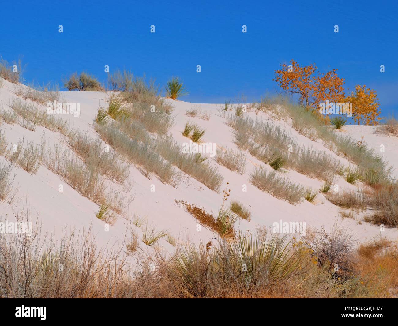 Flore automnale colorée sur les dunes de sable du parc national de White Sands, Nouveau-Mexique Banque D'Images