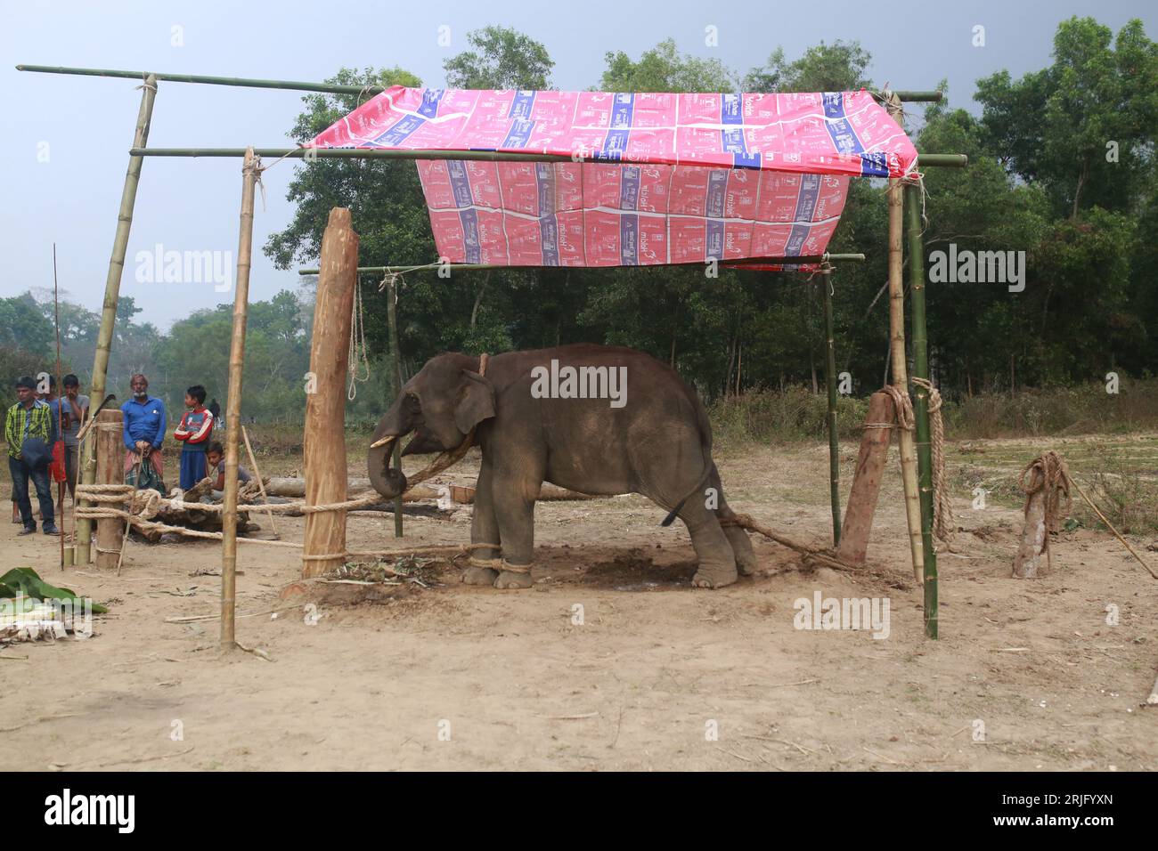 Un éléphant attaché avec une corde pendant une période d'entraînement à Moulvibazar, Bangladesh, le 26 janvier 2022. Banque D'Images