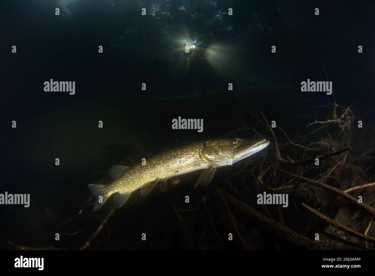 Le brochet du Nord reste en eau peu profonde. Pike près de la surface. Poisson prédateur dans le lac. Eau européenne. Banque D'Images Le brochet du Nord reste en eau peu profonde. Pike près de la surface. Poisson prédateur dans le lac. Eau européenne. Banque D'Images