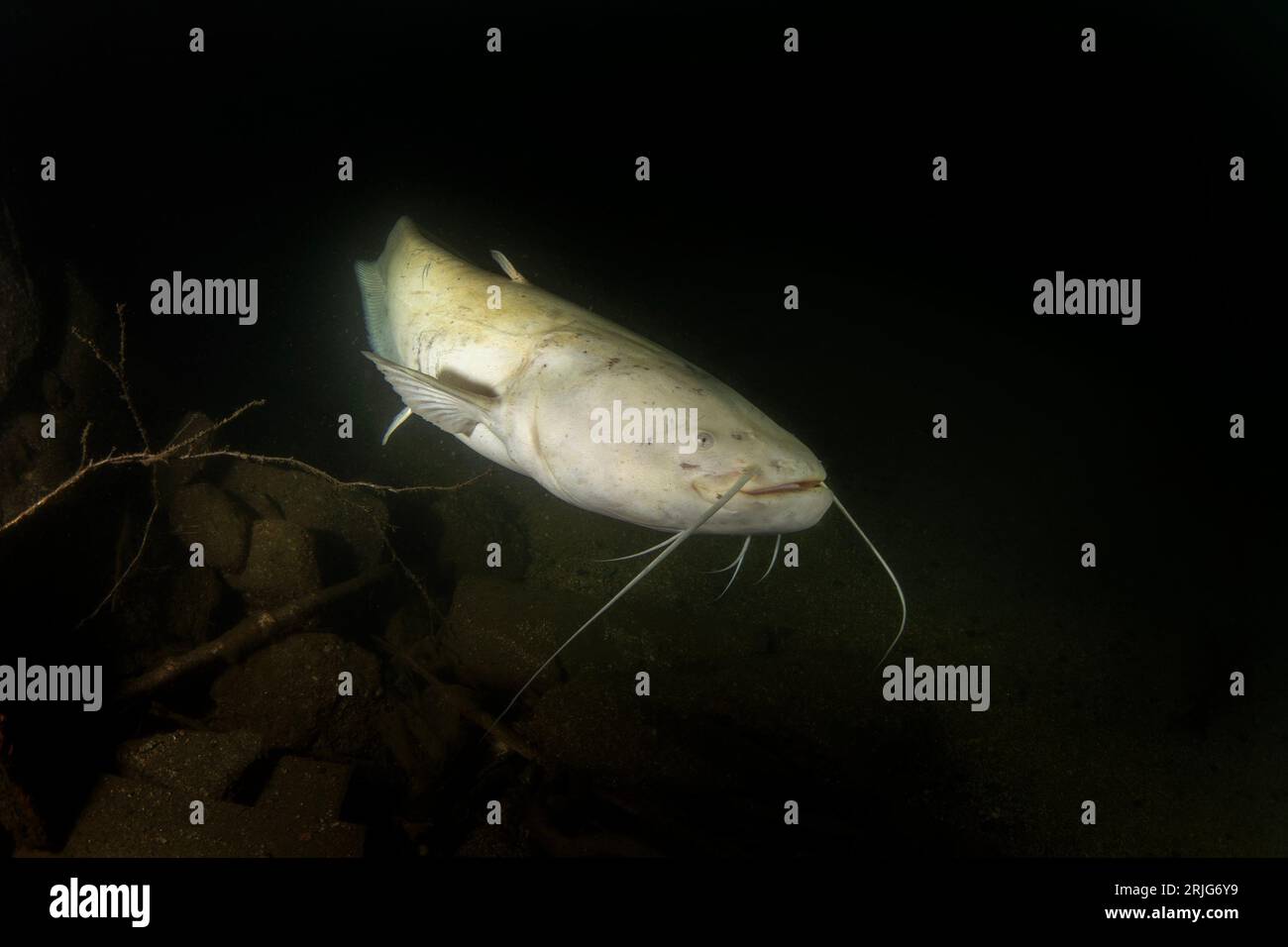 Le poisson-chat Wels nage dans l'eau sombre. Énorme silurus glanis blanc dans le lac. Poisson prédateur dans le lac. Poisson-chat albinos rare pendant la plongée. Wa européenne Banque D'Images Le poisson-chat Wels nage dans l'eau sombre. Énorme silurus glanis blanc dans le lac. Poisson prédateur dans le lac. Poisson-chat albinos rare pendant la plongée. Wa européenne Banque D'Images