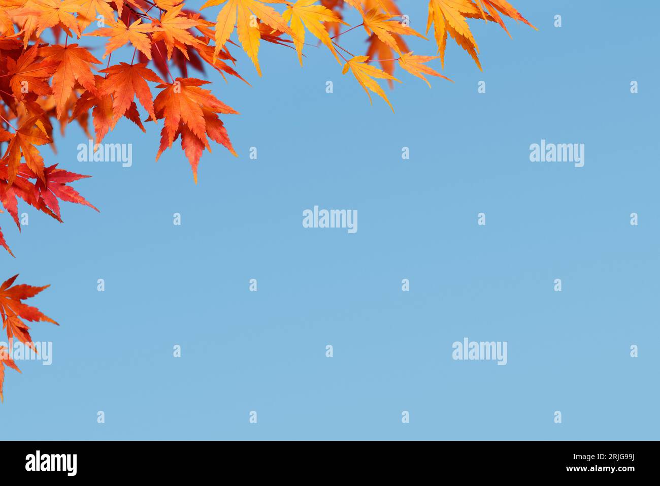 Fond d'automne avec Maple Branch contre le ciel bleu Banque D'Images