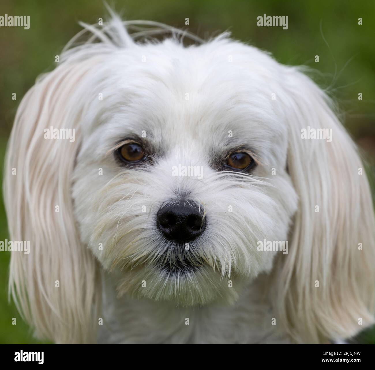 3,5 ans Male Yorkie Maltese Mix (alias Morkie) Head Shot. Banque D'Images