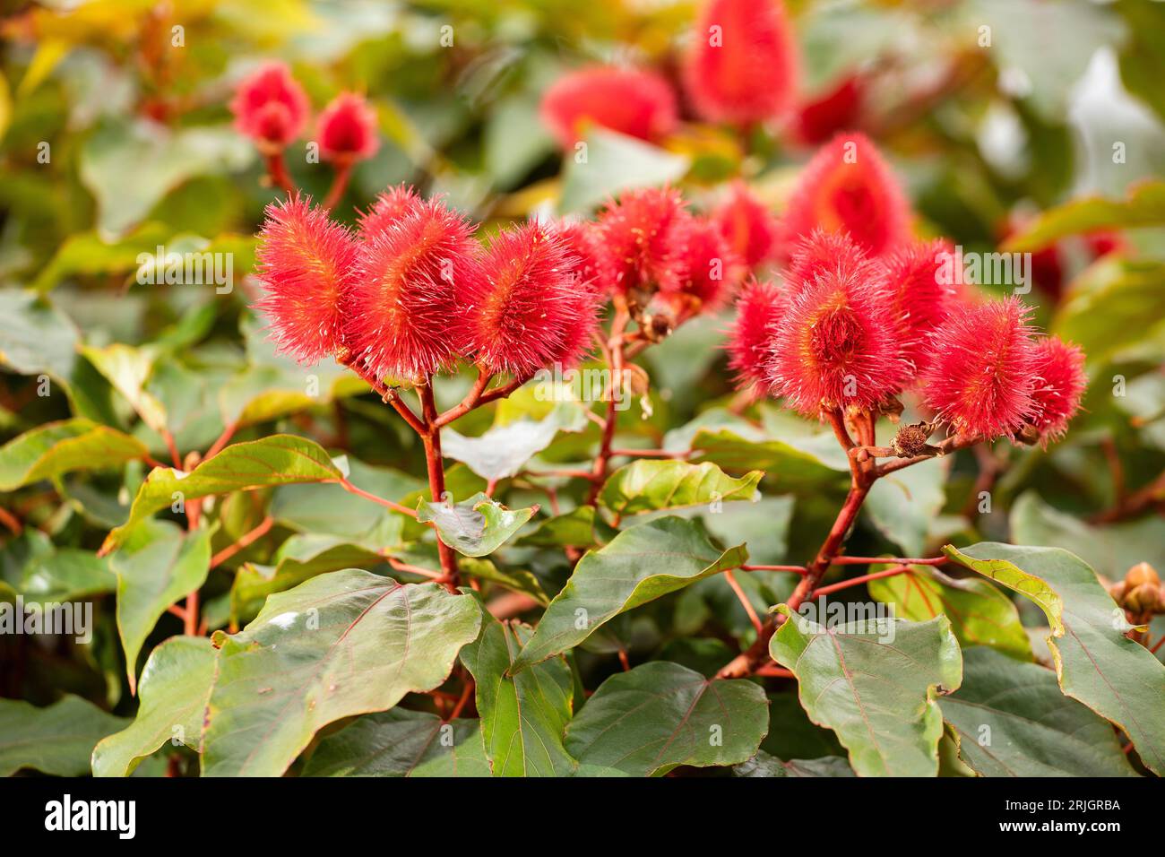 Bixa orellana - pigment rouge naturel des graines d'achiote Banque D'Images