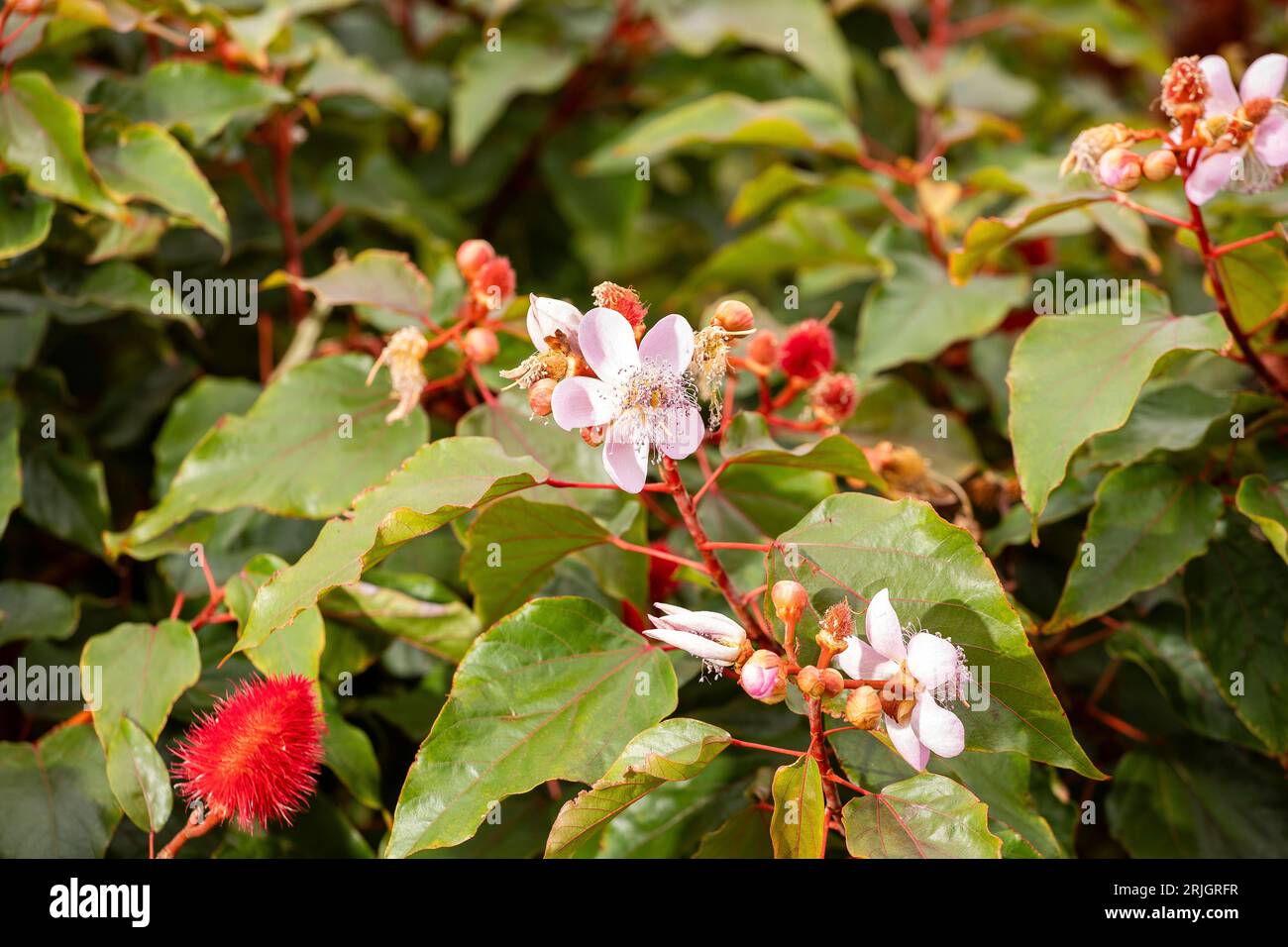 Achiote plante avec fleur dans le jardin - Bixa orellana Banque D'Images