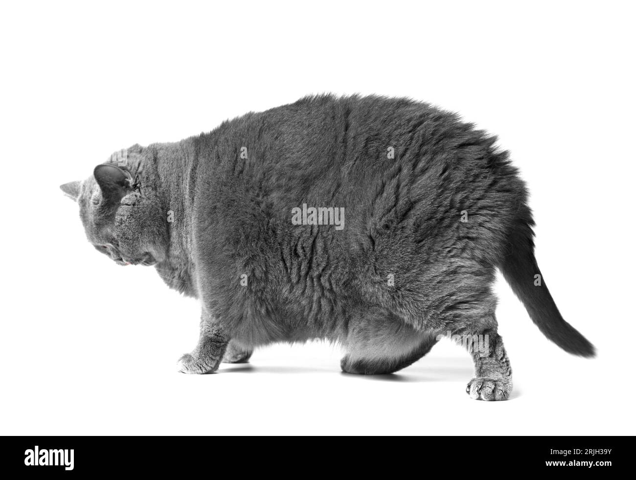 Un gros chat britannique gris avec de grands yeux jaunes se tient devant un fond blanc. Obésité du chat écossais. Banque D'Images