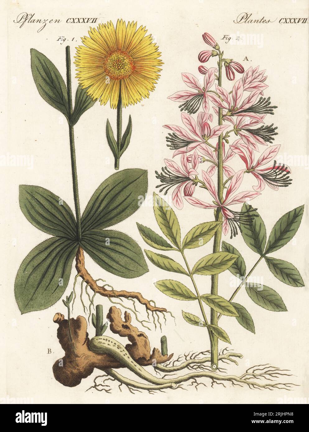 Le fléau du loup ou tabac de montagne, Arnica montana 1, et le buisson brûlant ou dittany, Dictamnus albus 2. Les plantes ont été dessinées par Henriette et Conrad Westermayr, F. Götz et C. Ermer. Gravure sur cuivre colorée à la main de Carl Bertuch's Bilderbuch fur Kinder (Livre d'images pour enfants), Weimar, 1813. Une encyclopédie pour enfants en 12 volumes illustrée de près de 1 200 planches gravées sur l'histoire naturelle, la science, le costume, la mythologie, etc., publié de 1790 à 1830. Banque D'Images