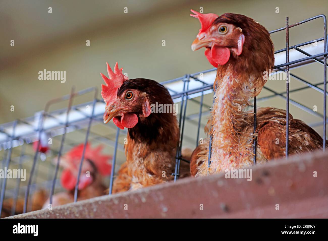 Poules pondeuses en cages dans une ferme, Chine du Nord Banque D'Images