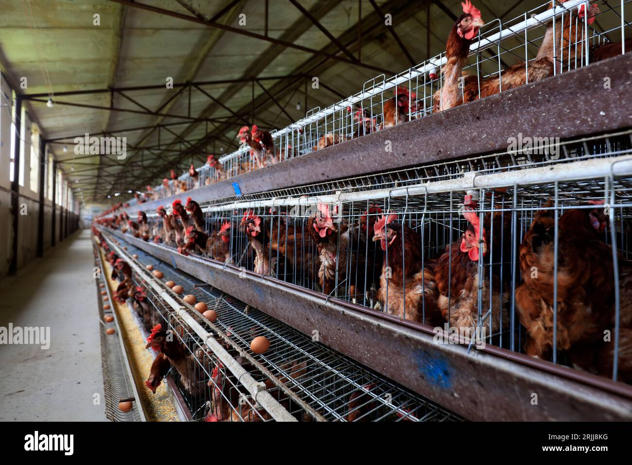 Poules pondeuses en cages dans une ferme, Chine du Nord Banque D'Images