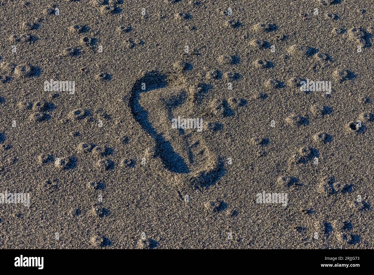 Empreinte et bosses créées par de petits animaux de plage inconnus juste au sud de point of Arches, parc national olympique, État de Washington, États-Unis Banque D'Images