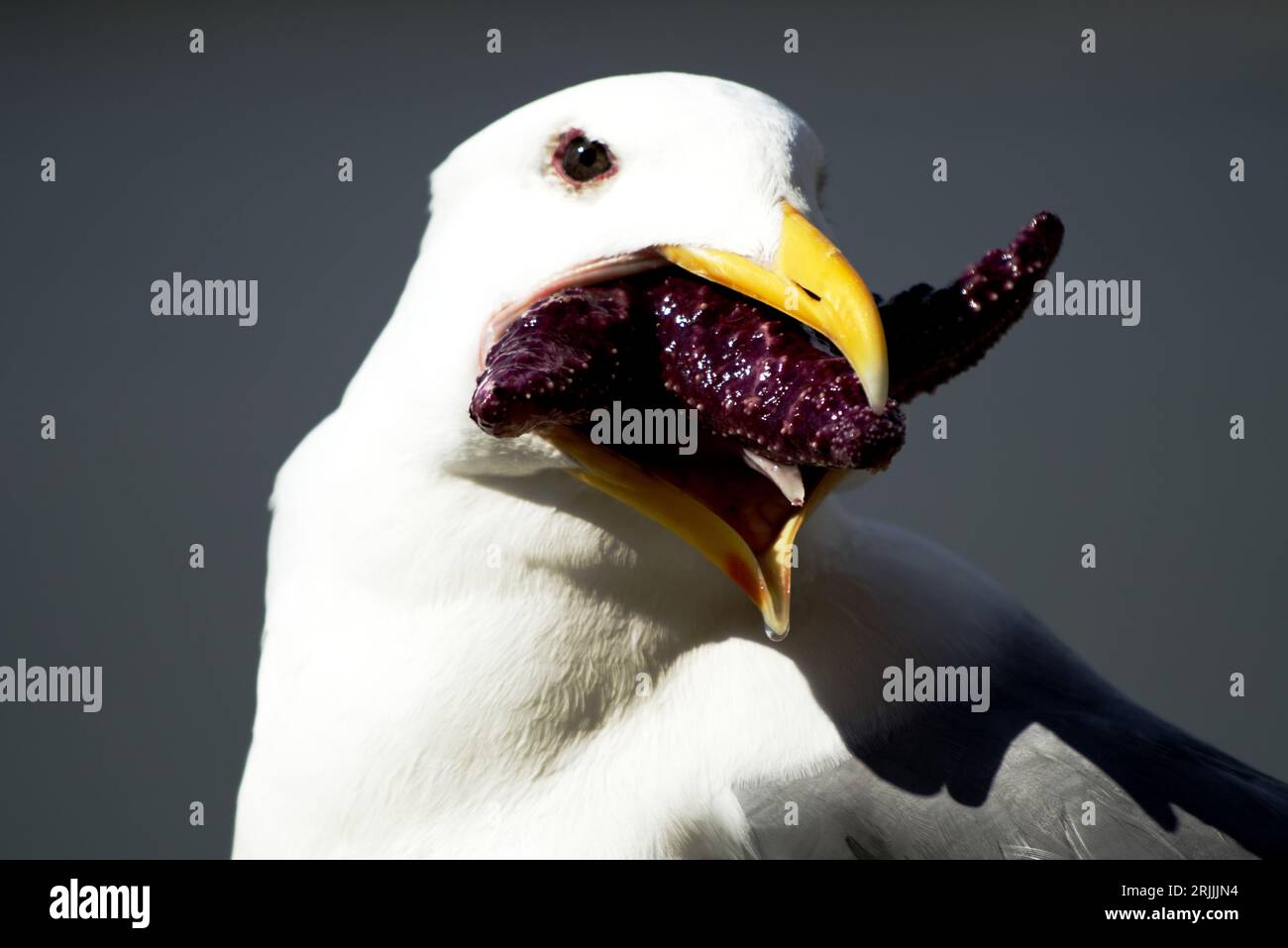 Gros plan de mouette mangeant une étoile de mer Banque D'Images