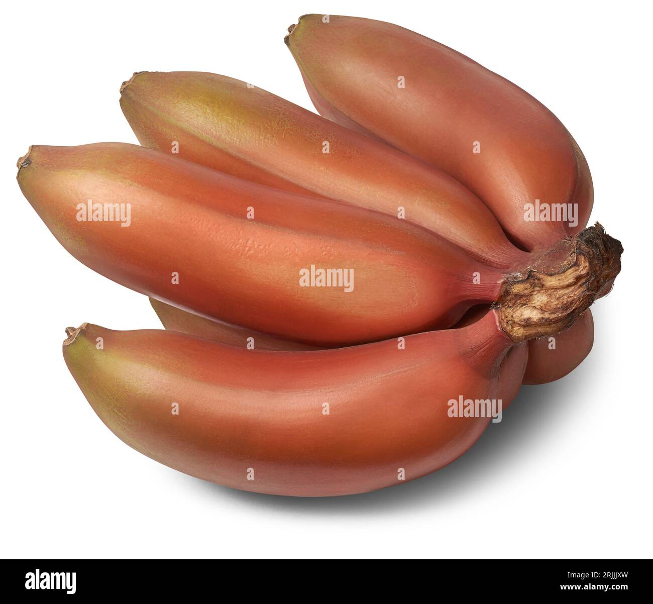 banane rouge fraîche, musa acuminata, aka rouge dacca, banane espagnole ou colorado, fruit tropical qui a une peau de violet rougeâtre à marron et une saveur sucrée Banque D'Images