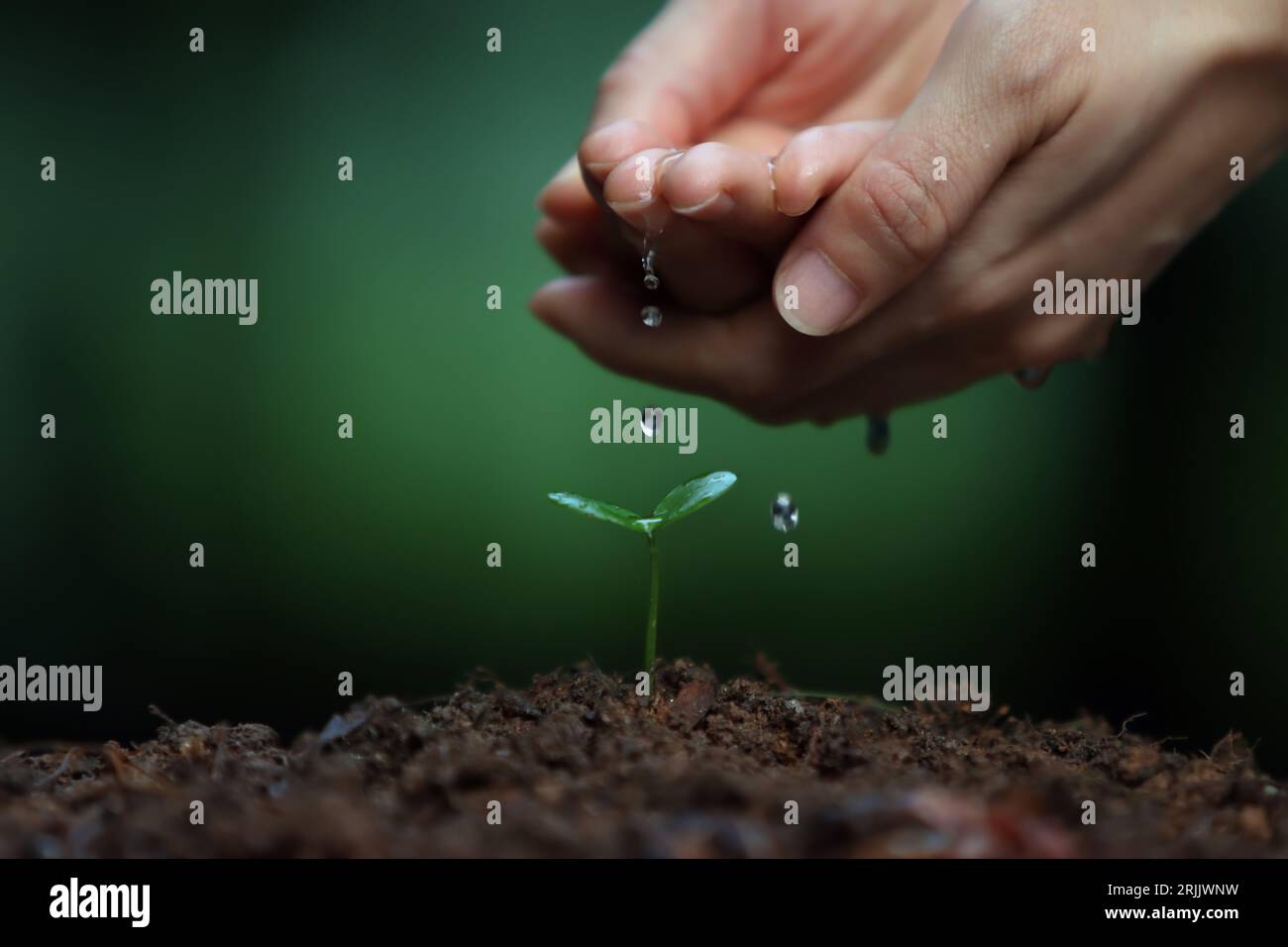 Arroser les semis de germe de plantes vertes fraîches sur le sol et la vie précieuse et l'environnement terrestre et le concept de la journée mondiale de l'eau de la vie Banque D'Images
