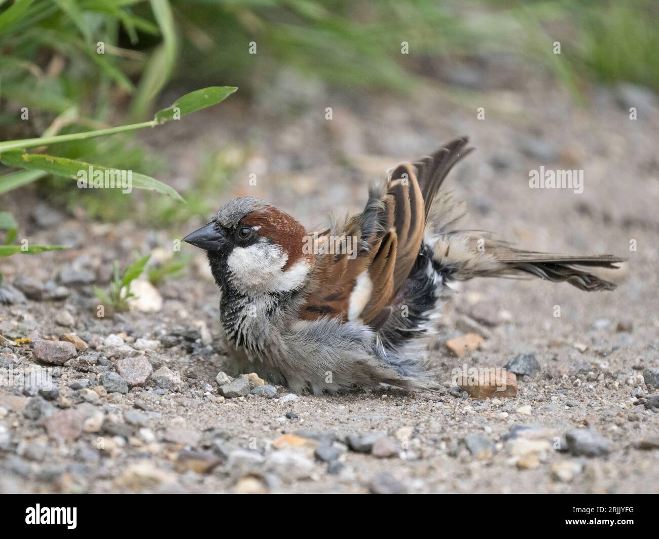 Male House Moineau (passer domesticus) bain de poussière, Wicken, Cambridgeshire Banque D'Images