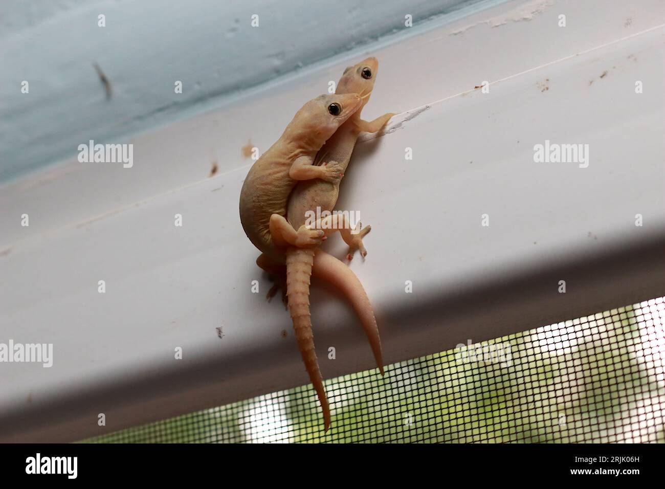 Deux geckos domestiques à queue épineuse s'accouplent à la fenêtre. Banque D'Images