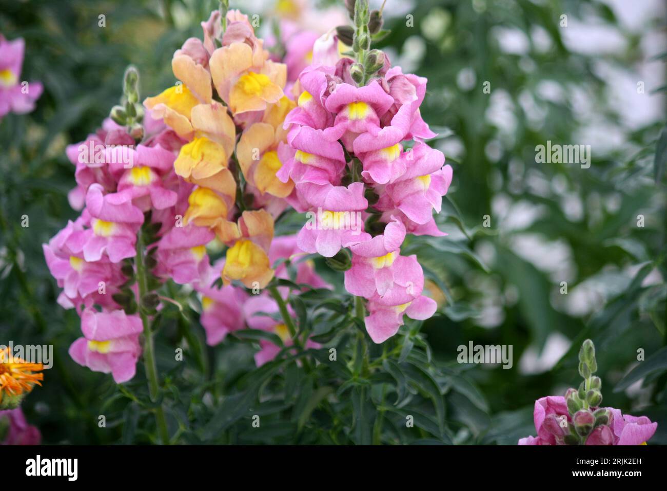 Grappe de fleurs roses et jaunes de Snapdragon (Antirrhinum majus) : (pix Sanjiv Shukla) Banque D'Images