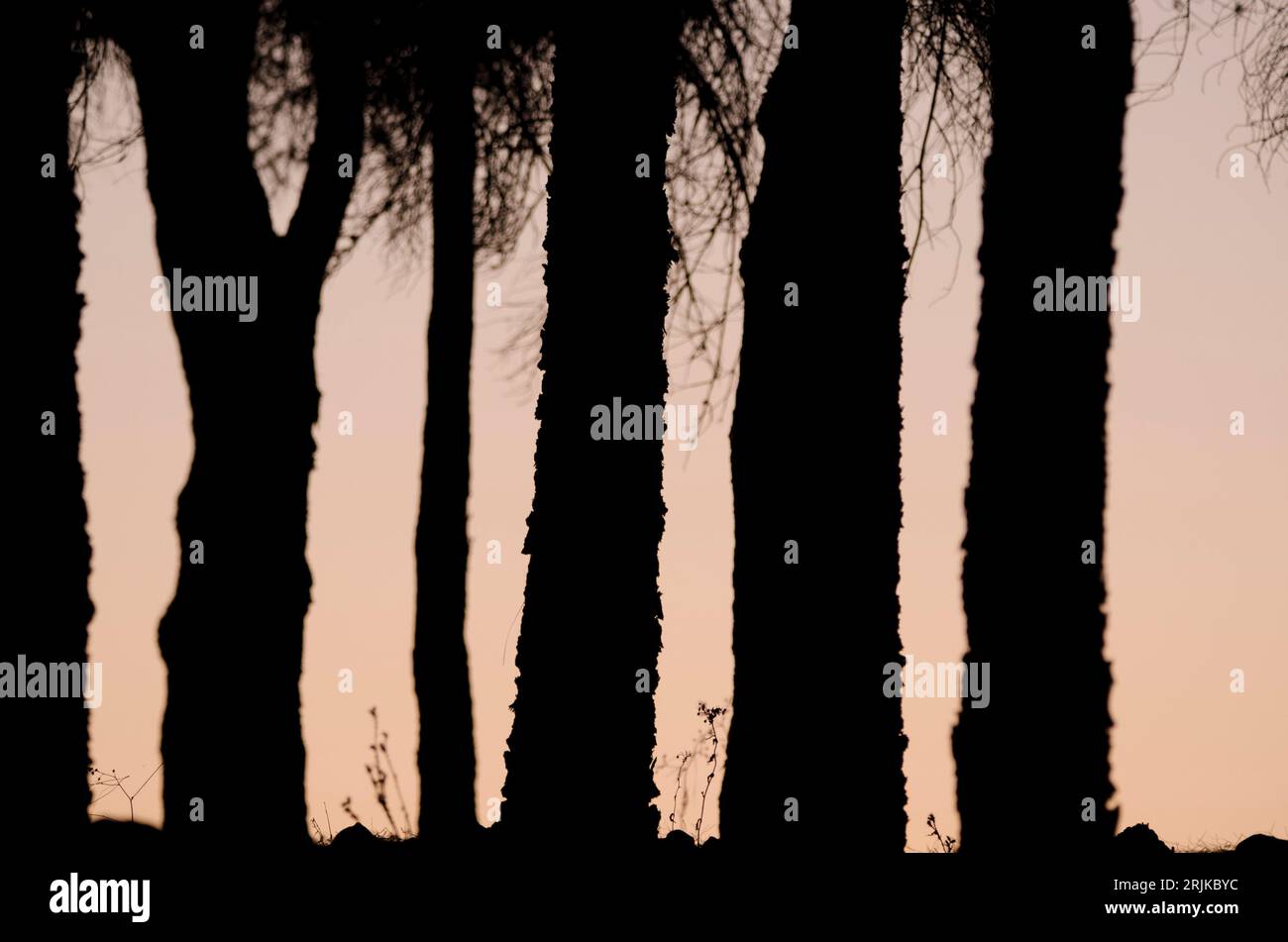 Troncs de pins d'Alep (Pinus halepensis) au coucher du soleil. Cruz de Los Llanos. Tejeda. Grande Canarie. Îles Canaries. Espagne. Banque D'Images
