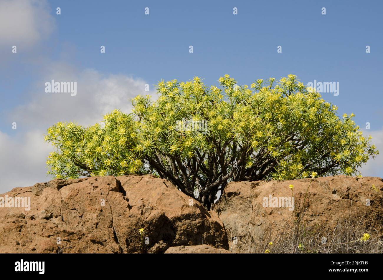 Arbuste d'Euphorbia regis-jubae. San Bartolomé de Tirajana. Grande Canarie. Îles Canaries. Espagne. Banque D'Images