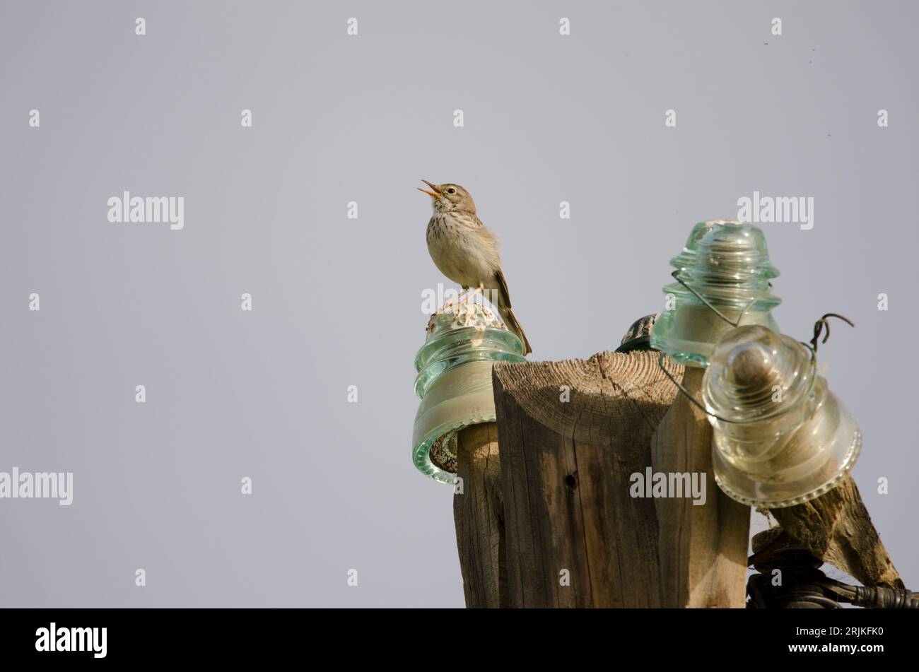 Berthelot pipit Anthus berthelotii chantant sur un lampadaire. San Lorenzo. Las Palmas de Gran Canaria. Grande Canarie. Îles Canaries. Espagne. Banque D'Images