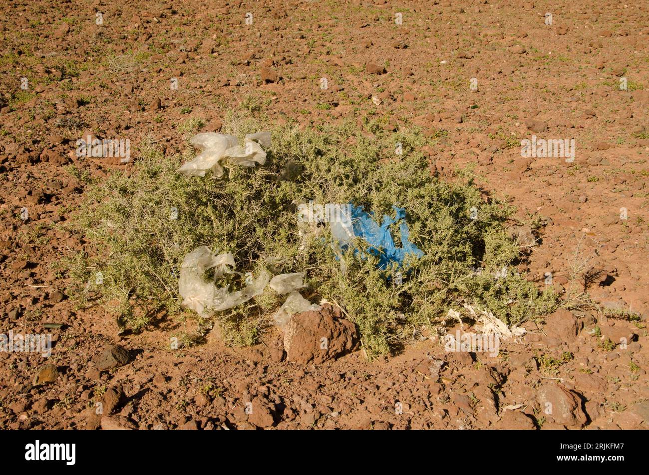 Southern boxthorn Lycium intracatum recouvert de débris plastiques. Arinaga. Aguimes. Grande Canarie. Îles Canaries. Espagne. Banque D'Images