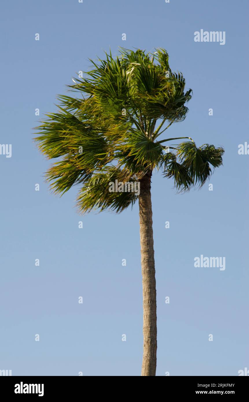 Soufflée de vent mexicain paume Washingtonia robusta. Playa de Arinaga. Aguimes. Grande Canarie. Îles Canaries. Espagne. Banque D'Images