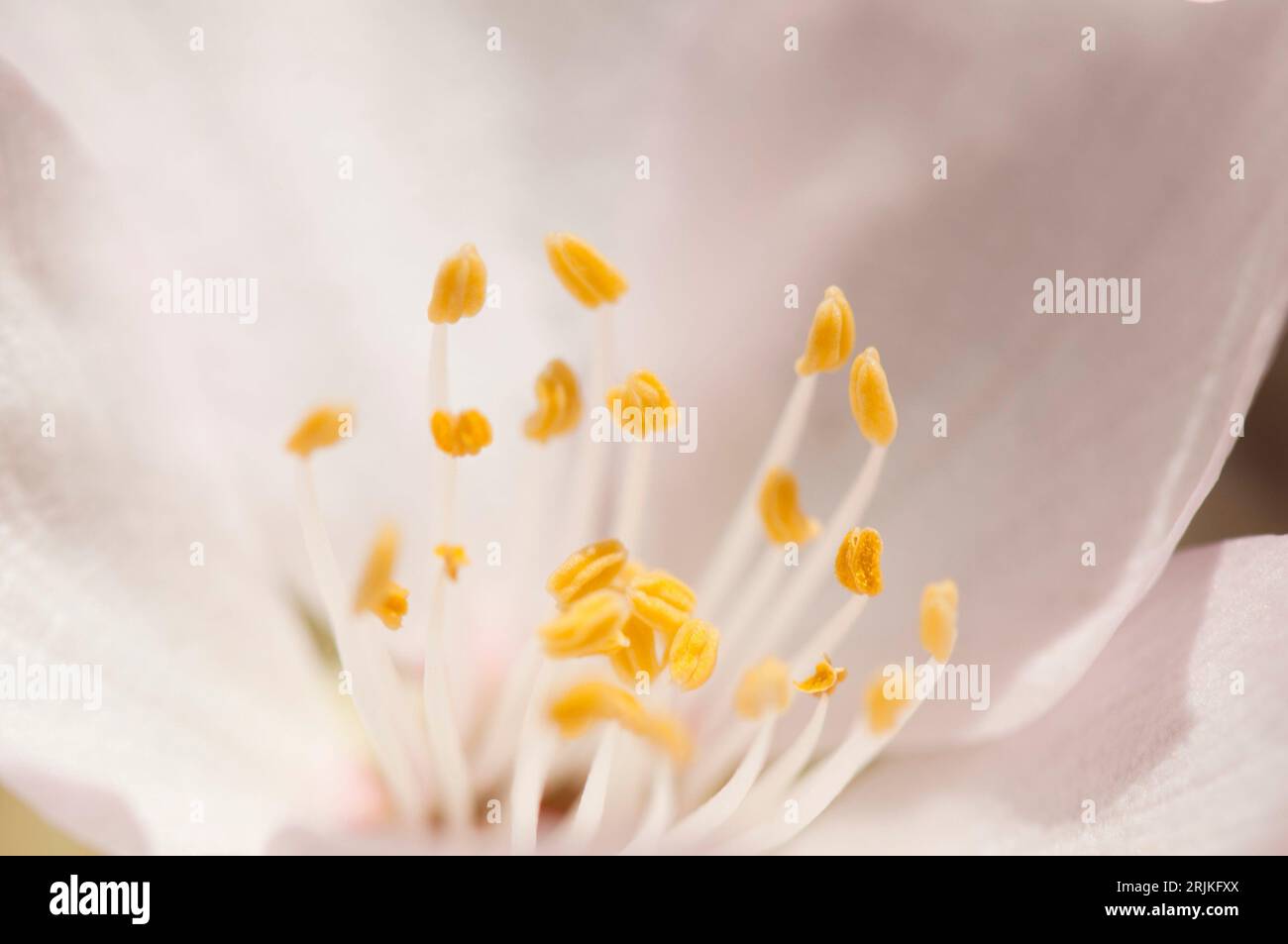 Les étamines d'une fleur d'amande Prunus amygdalus. San Bartolomé de Tirajana. Grande Canarie. Îles Canaries. Espagne. Banque D'Images