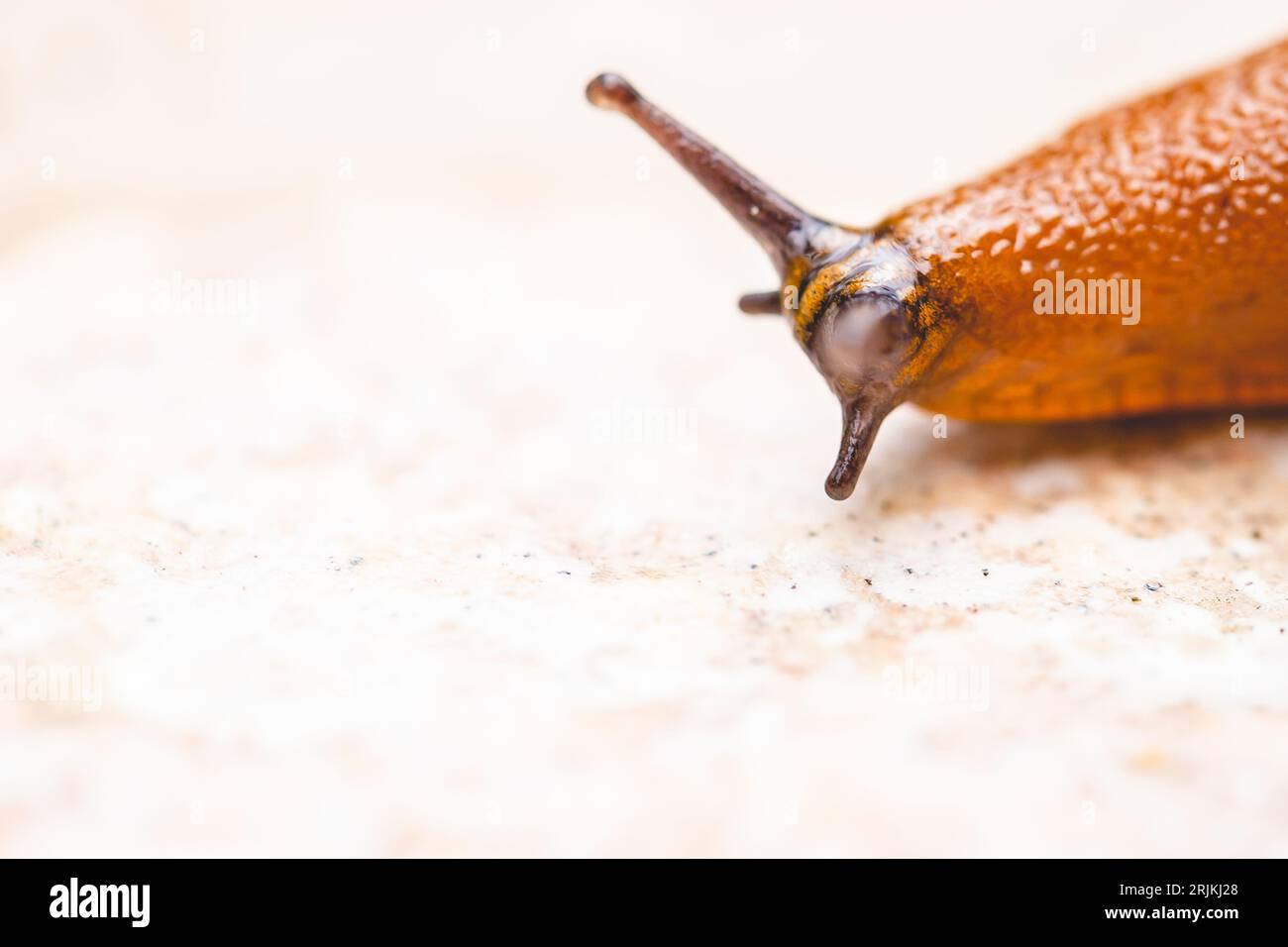 Plan rapproché d'une limace brune rampant lentement sur une surface texturée Banque D'Images