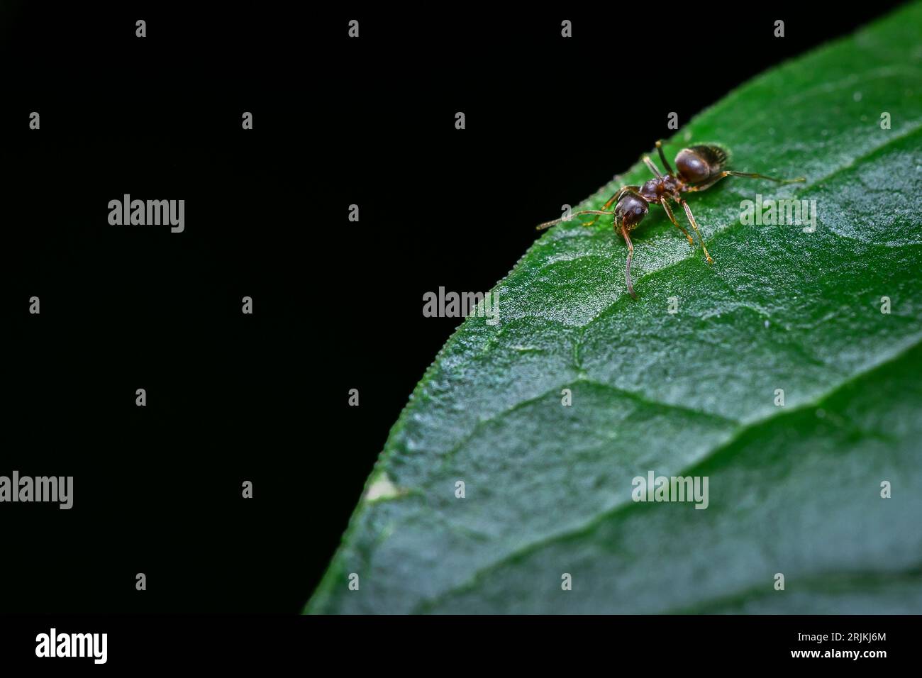 Un macro plan d'une fourmi perchée sur une feuille verte, avec de petites gouttelettes de rosée visibles à la surface Banque D'Images