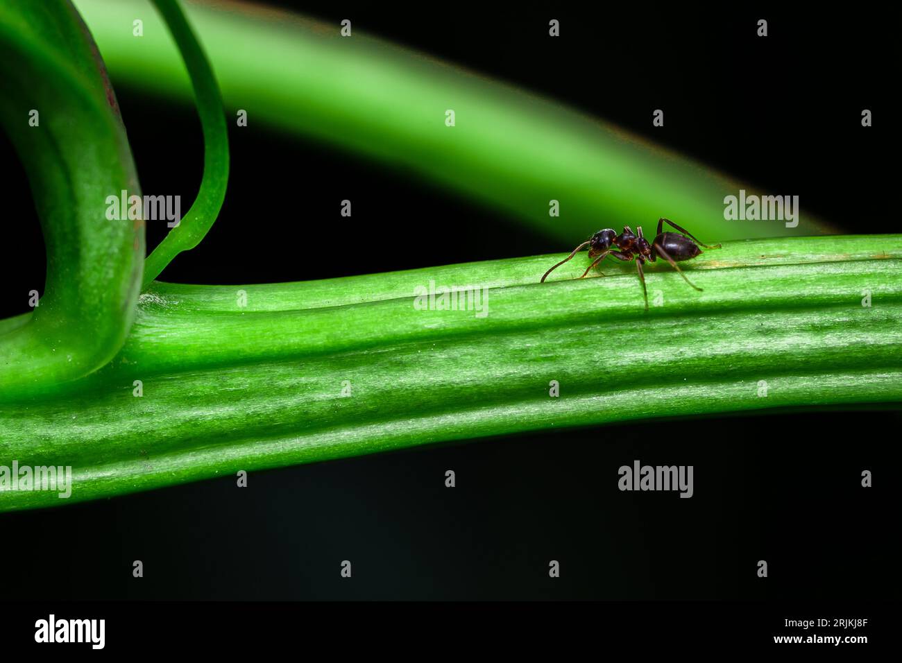 Une photo macro d'une petite fourmi marchant sur le dessus d'une feuille de plante vert vif sur un fond sombre Banque D'Images