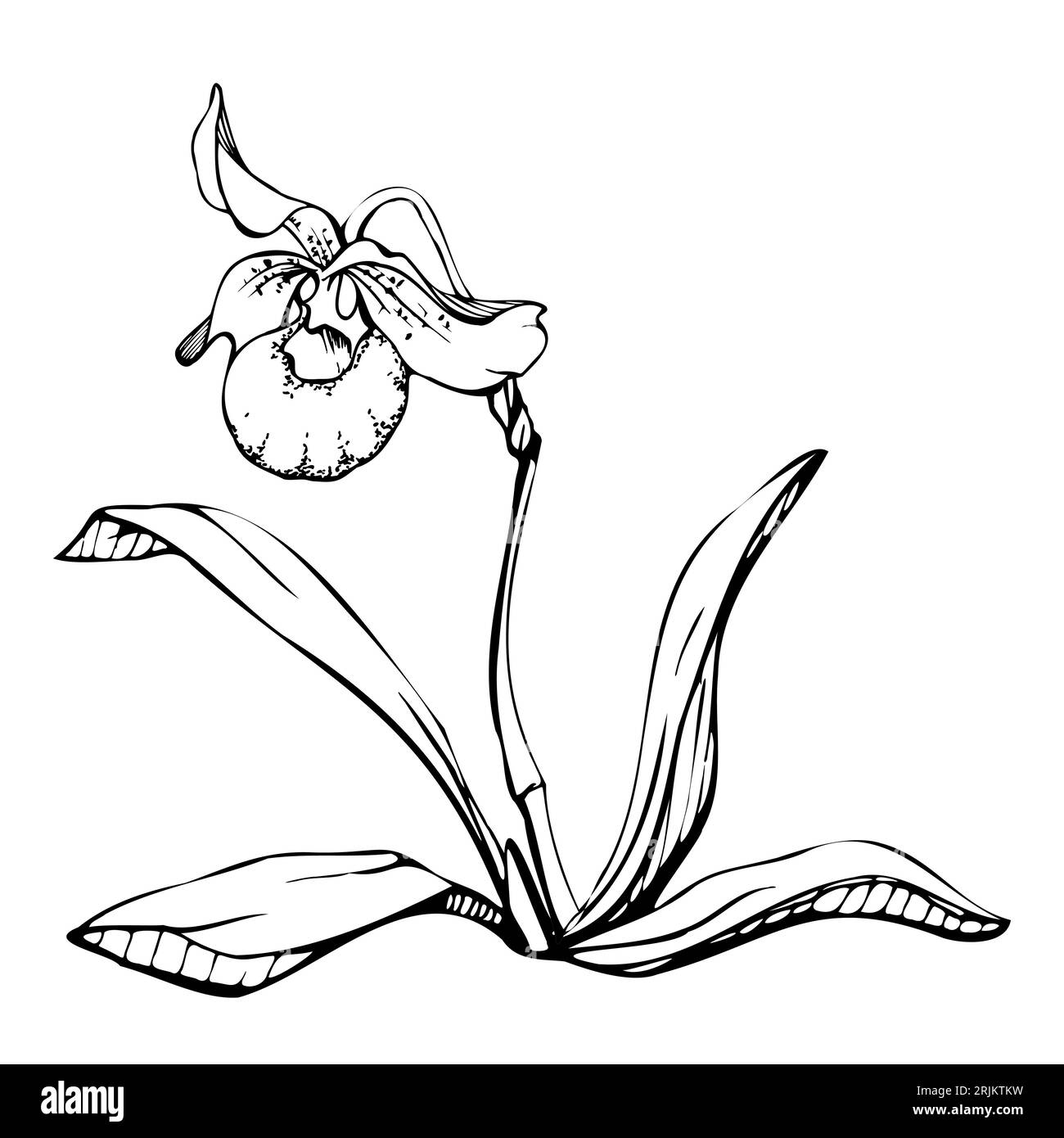 Fleurs, tiges, feuilles, monochrome, contour détaillé d'orchidées à encre vectorielle dessinées à la main. Composition avec branches. Isolé sur fond blanc. Conception pour Illustration de Vecteur