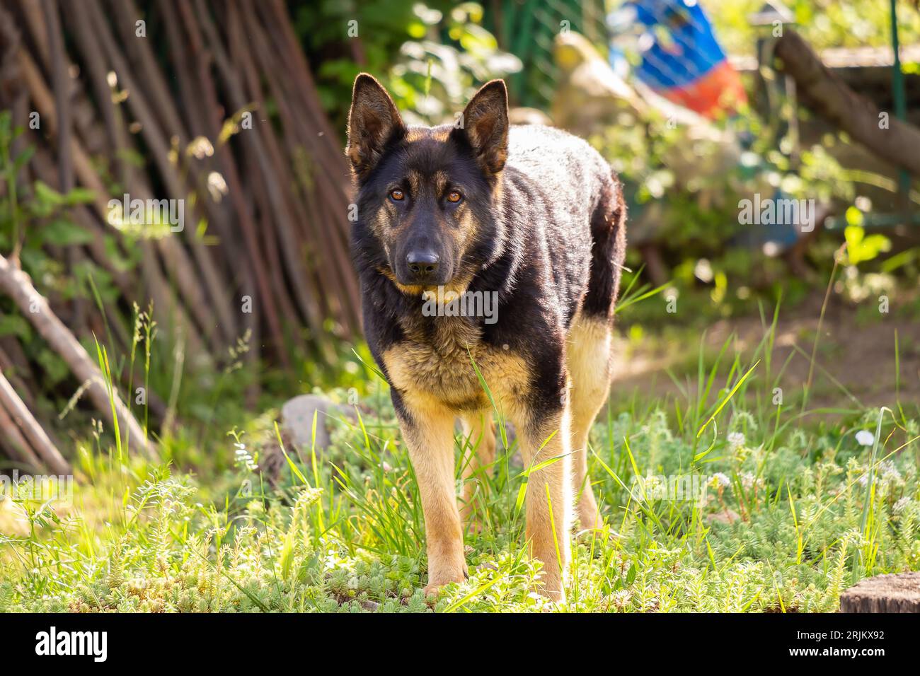 Un berger allemand debout sur de l'herbe verte luxuriante, regardant farouchement avec un regard intense Banque D'Images