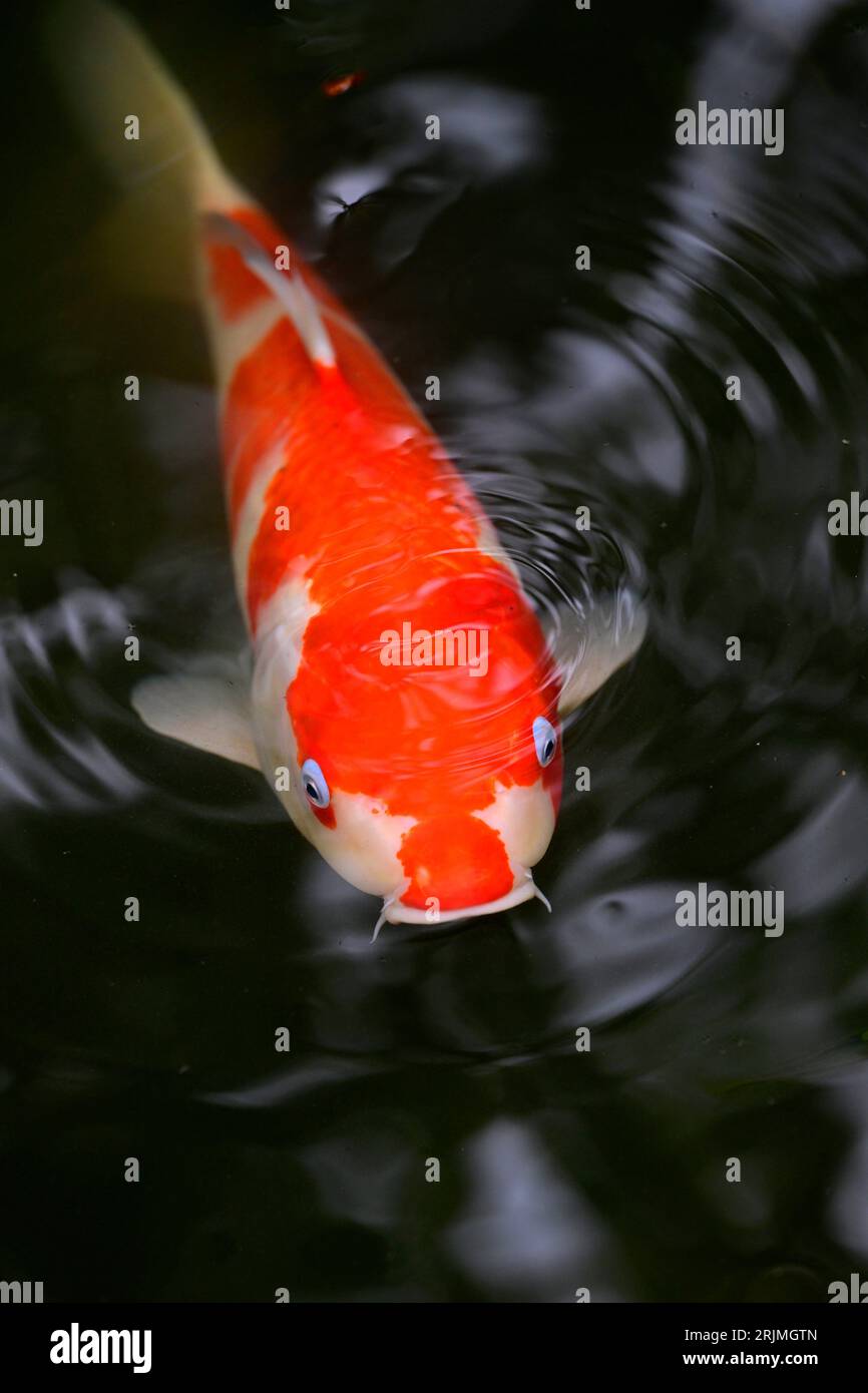 Poisson koi rouge coloré, Japon. Les poissons koi, ou Nishikigoi, sont des variétés ornementales de poissons cyprinidés originaires du Japon. Ils sont connus pour leur Banque D'Images